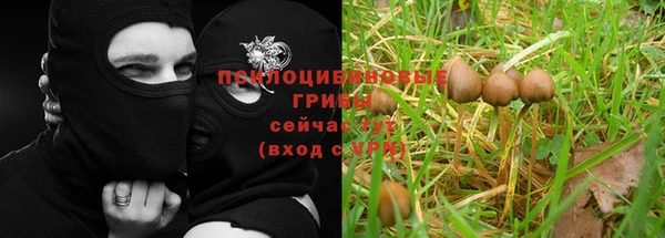 прущие грибы Абаза